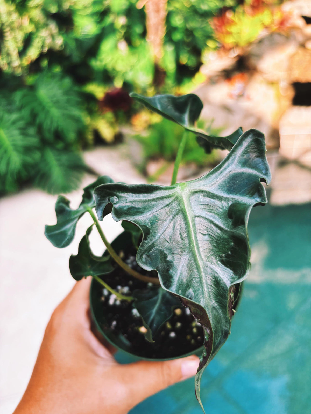 Actual plant- RARE Alocasia ‘Loco 3.5” pot potted live house plant f