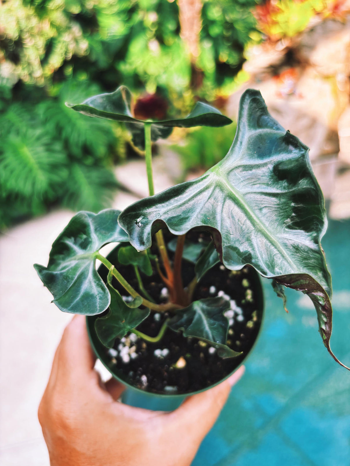 Actual plant- RARE Alocasia ‘Loco 3.5” pot potted live house plant f