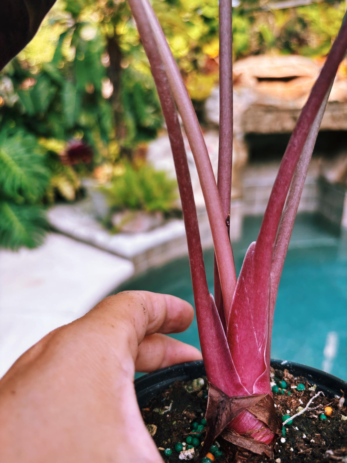 Alocasia Sedenii Hybrid Bright Pink Stems Elephant Ear Tropical House Plant Aroid 4” pot