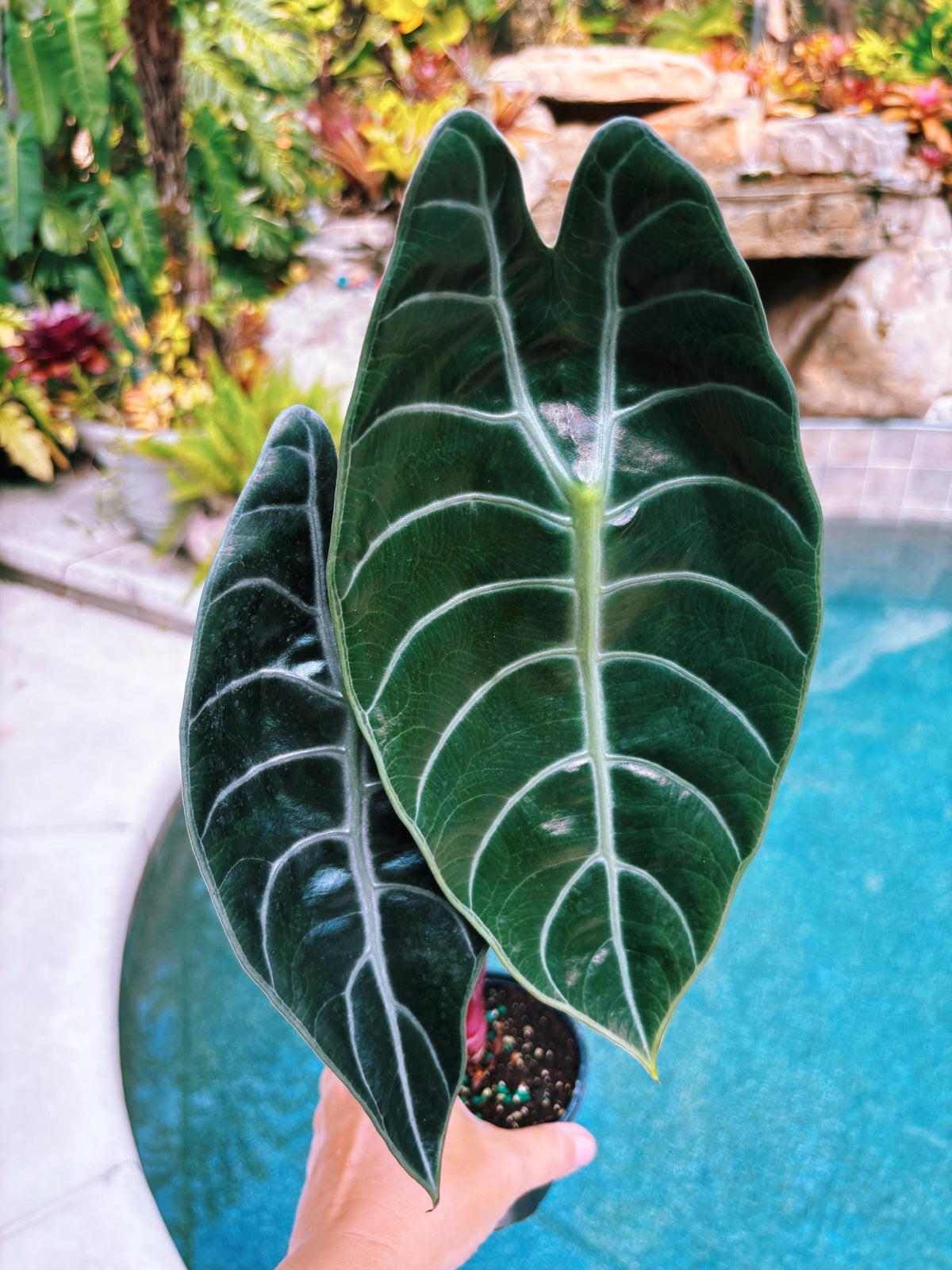 Alocasia Sedenii Hybrid Bright Pink Stems Elephant Ear Tropical House Plant Aroid 4” pot
