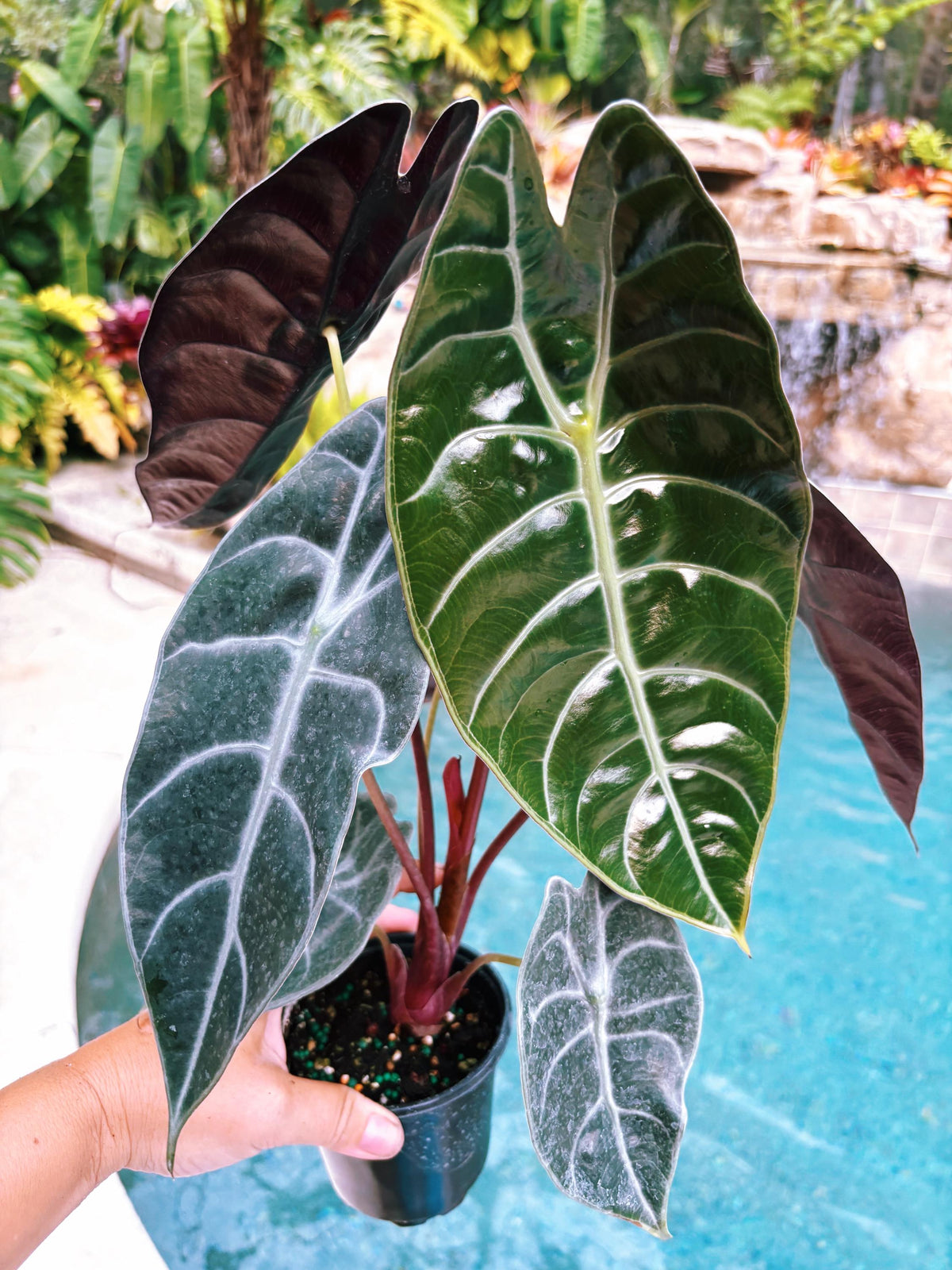 Alocasia Sedenii Hybrid Bright Pink Stems Elephant Ear Tropical House Plant Aroid 4” pot