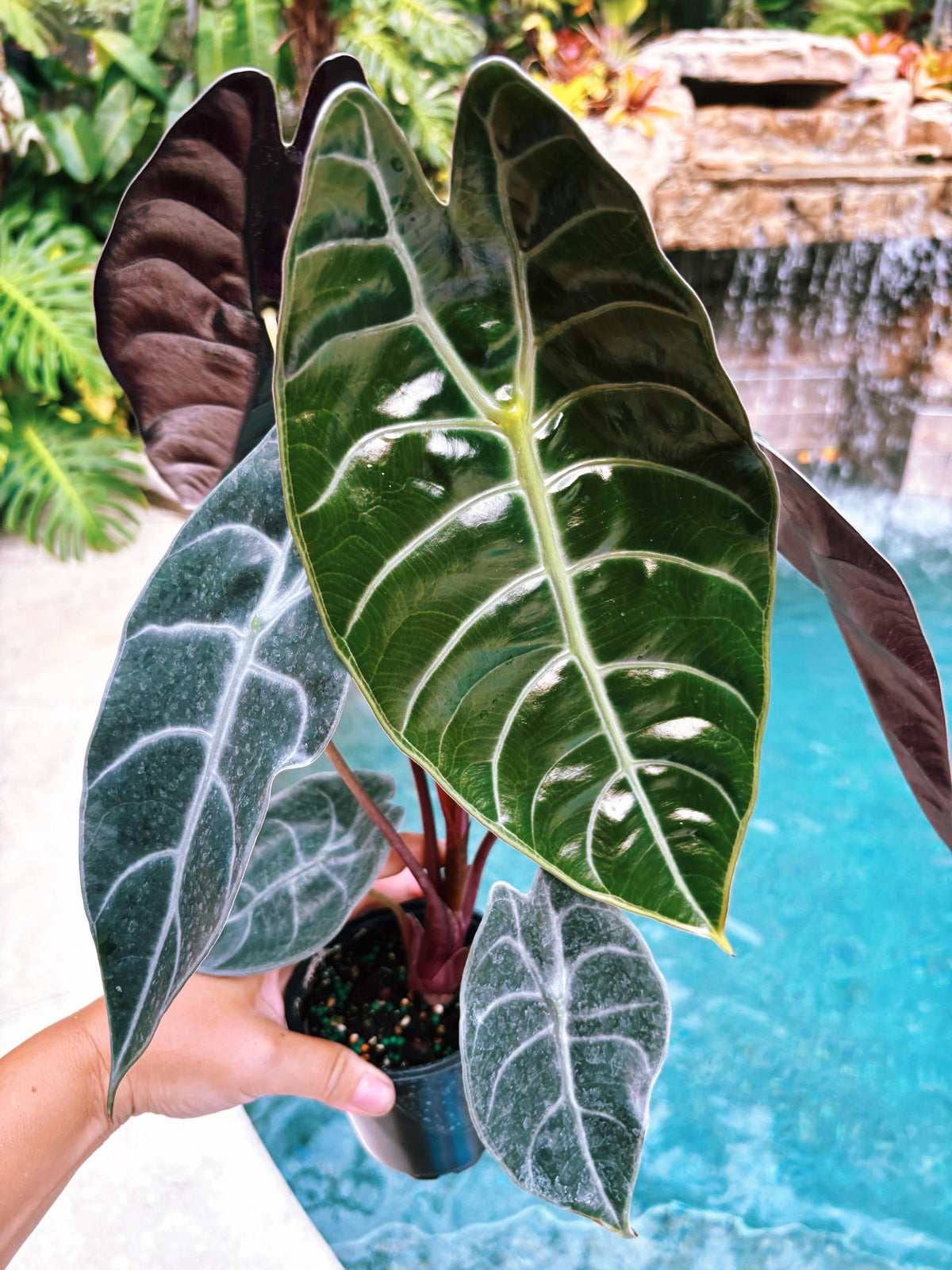 Alocasia Sedenii Hybrid Bright Pink Stems Elephant Ear Tropical House Plant Aroid 4” pot