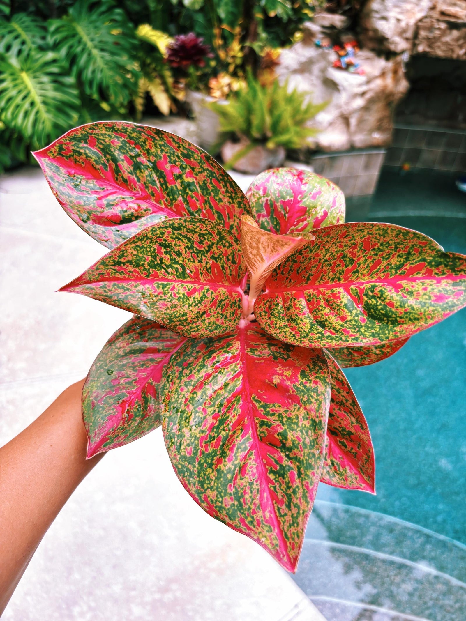 SALE Actual plant - Rare Variegated Aglaonema ‘Red Stardust pink leaves Live House Plant Potted 4” pot gift US Seller 31w