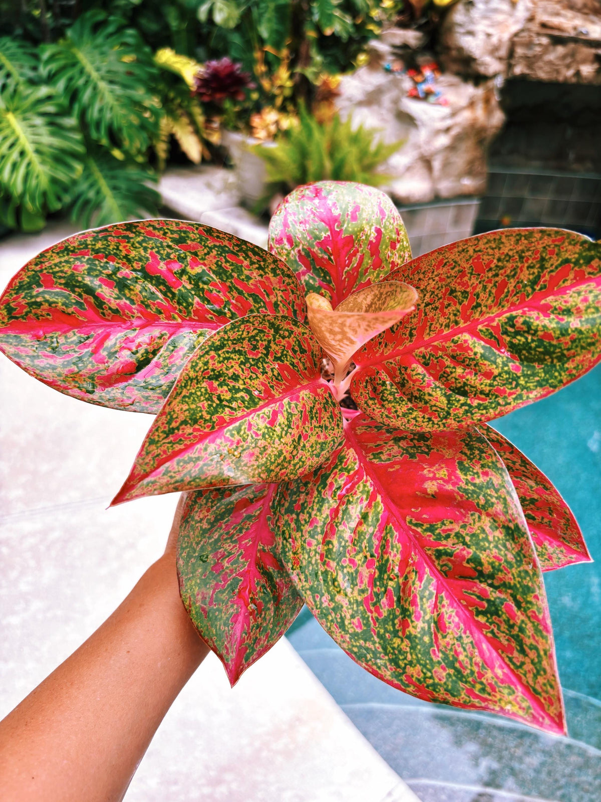 SALE Actual plant - Rare Variegated Aglaonema ‘Red Stardust pink leaves Live House Plant Potted 4” pot gift US Seller 31w