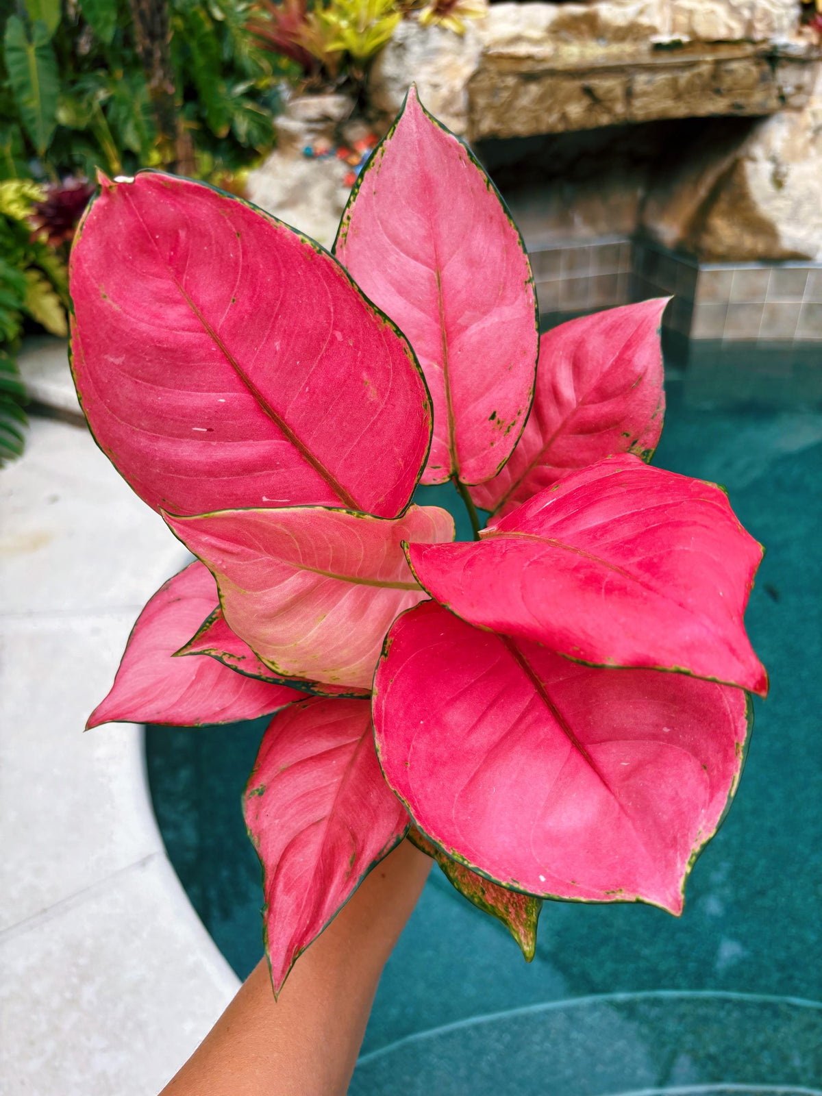 Rare Aglaonema ‘Super Pink Live House Plant Potted 4” pot gift US Seller
