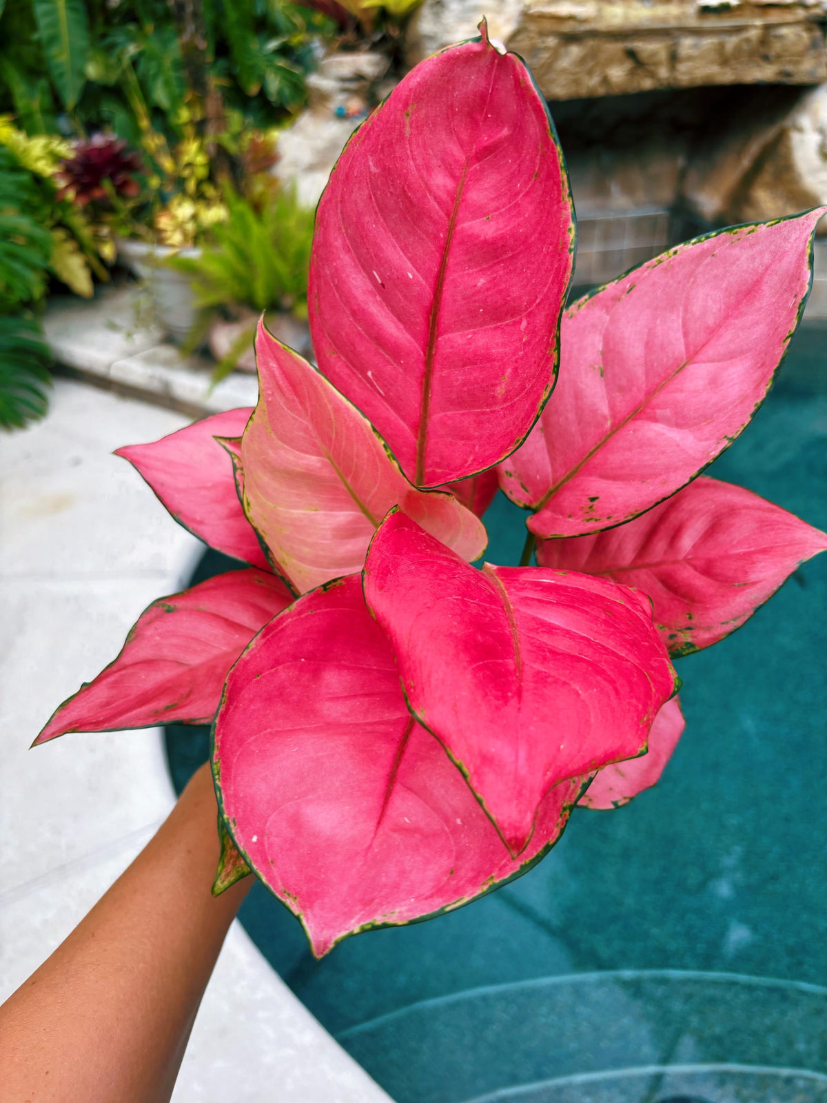 Rare Aglaonema ‘Super Pink Live House Plant Potted 4” pot gift US Seller