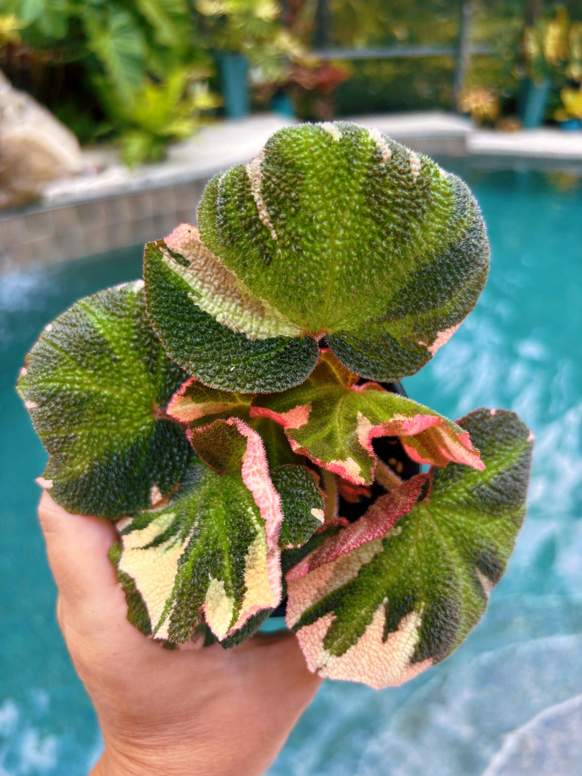 RARE Rex Begonia Pink Variegated Soli Mutata Live House Plant 4” pot Potted gift growers choice