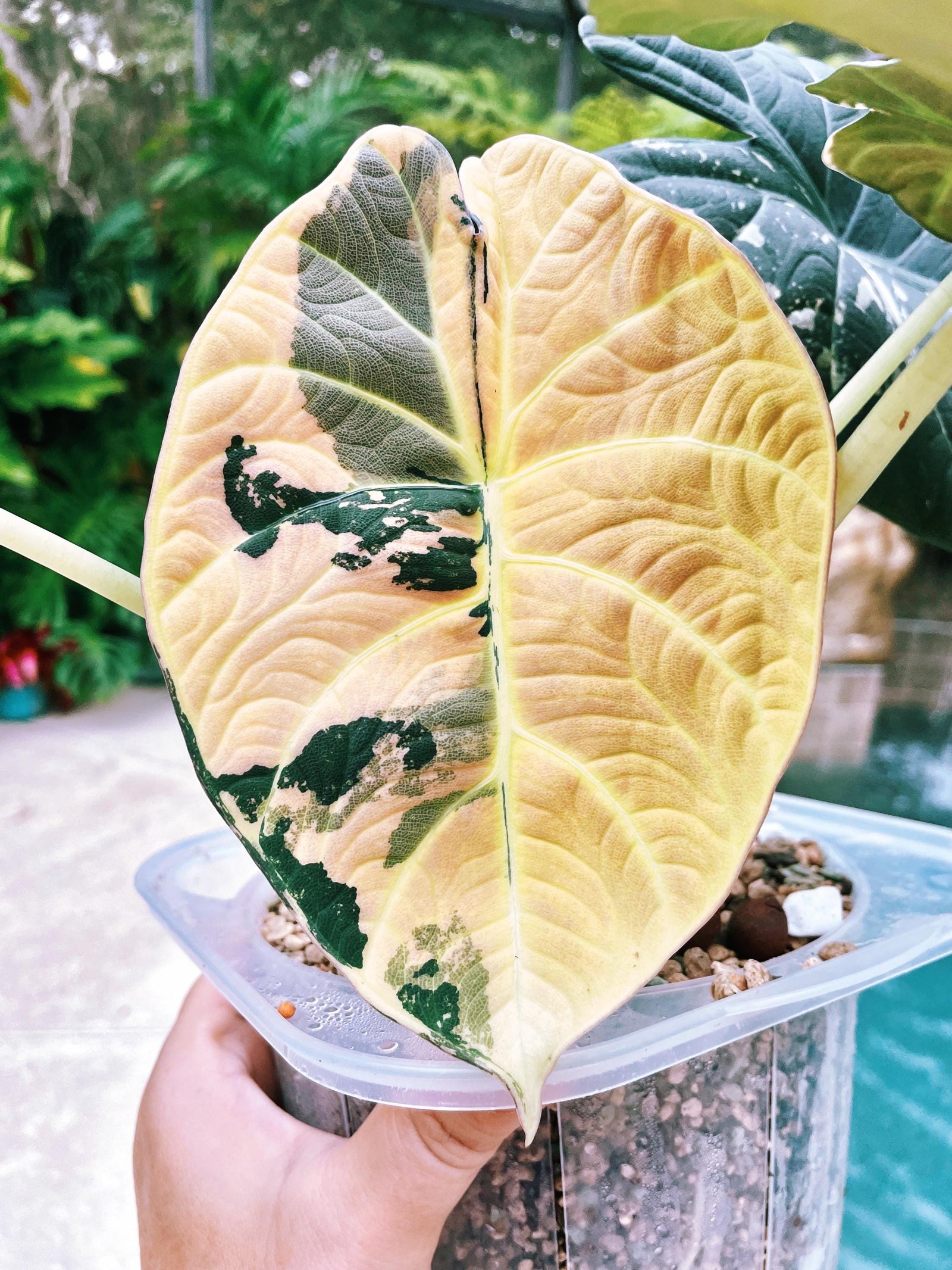 Rare- actual plant Variegated Alocasia Maharani Albo Jewel Corm Grown Tropical House starter Plant Aroid 2” pot A