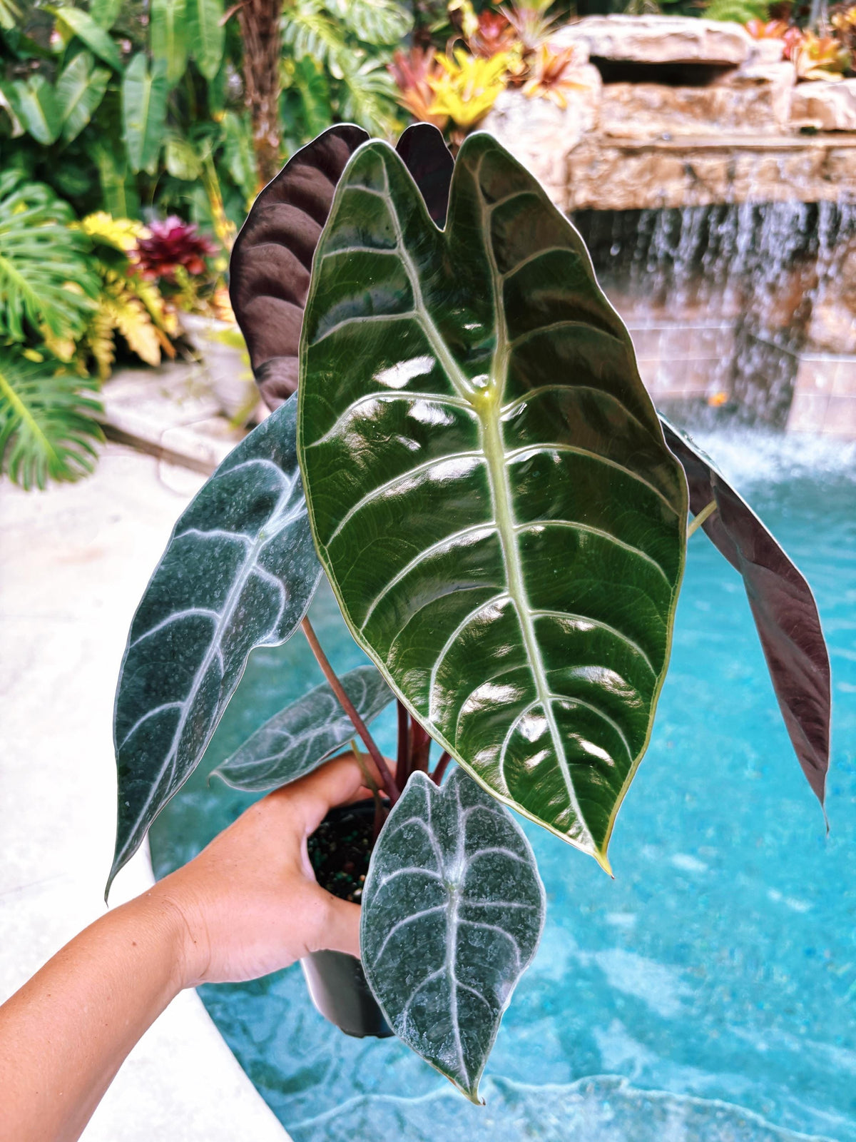 Alocasia Sedenii Hybrid Bright Pink Stems Elephant Ear Tropical House Plant Aroid 4” pot