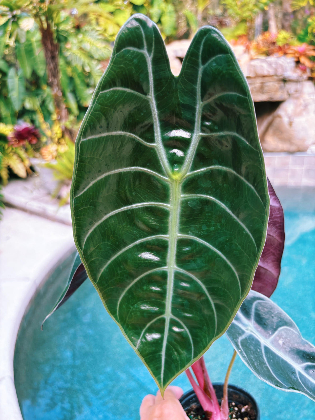 Alocasia Sedenii Hybrid Bright Pink Stems Elephant Ear Tropical House Plant Aroid 4” pot