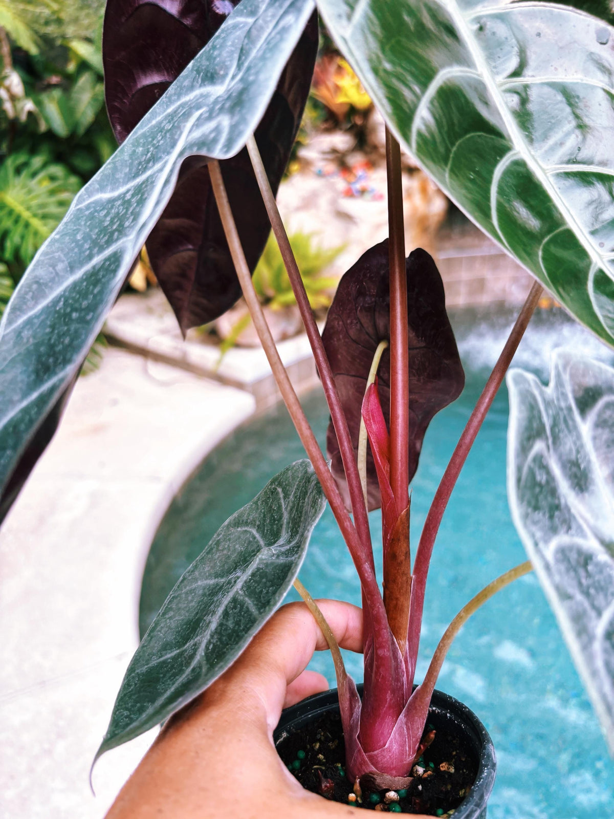 Alocasia Sedenii Hybrid Bright Pink Stems Elephant Ear Tropical House Plant Aroid 4” pot