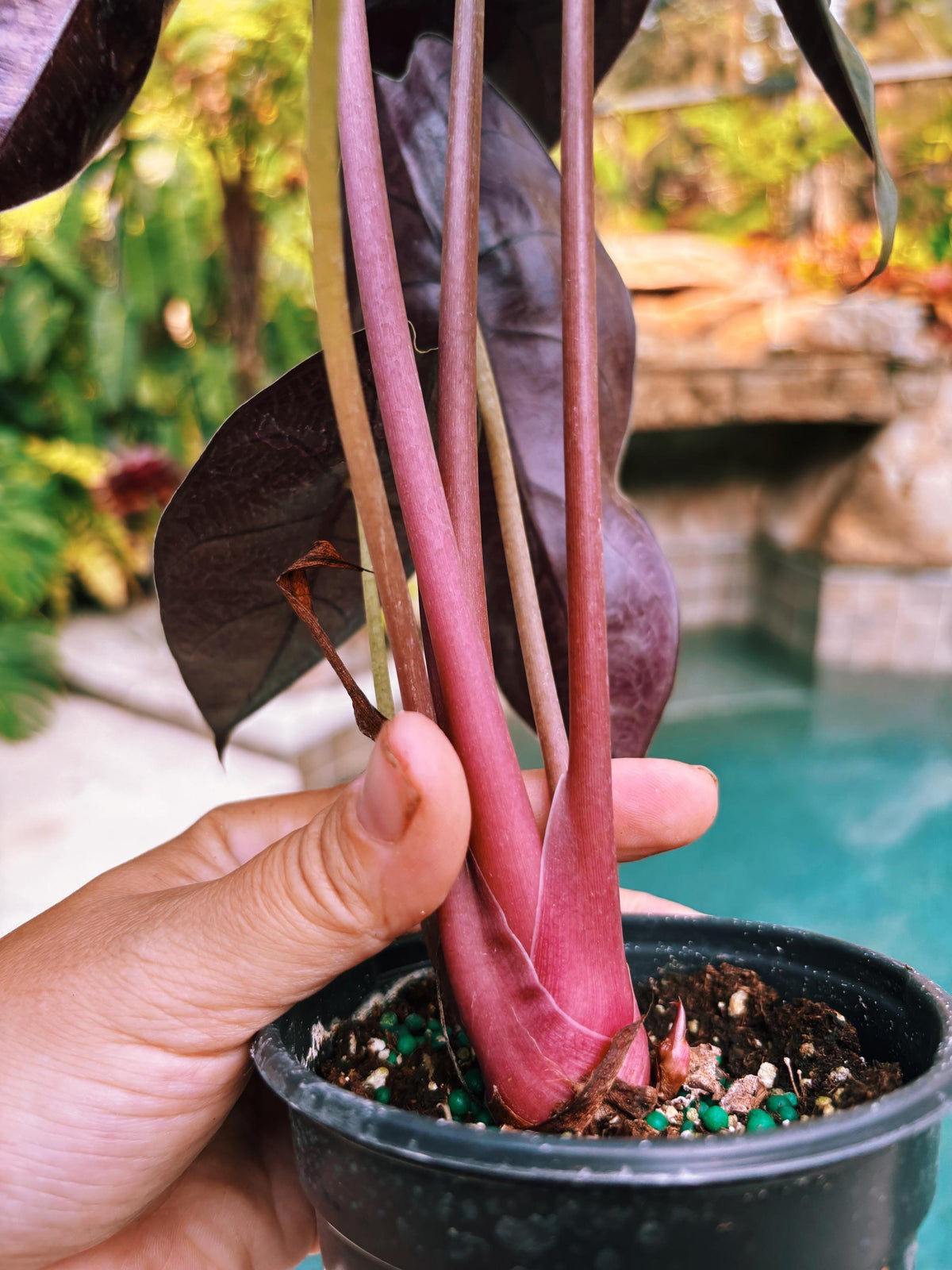 Alocasia Sedenii Hybrid Bright Pink Stems Elephant Ear Tropical House Plant Aroid 4” pot