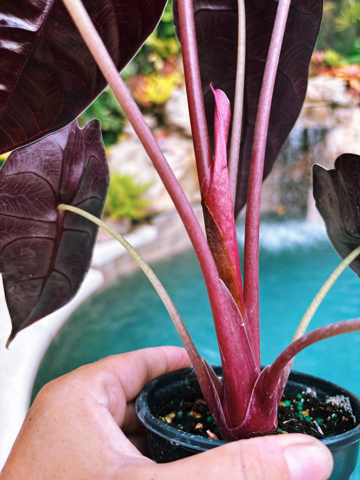 Alocasia Sedenii Hybrid Bright Pink Stems Elephant Ear Tropical House Plant Aroid 4” pot