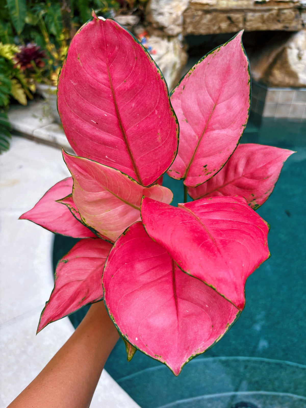 Rare Aglaonema ‘Super Pink Live House Plant Potted 4” pot gift US Seller