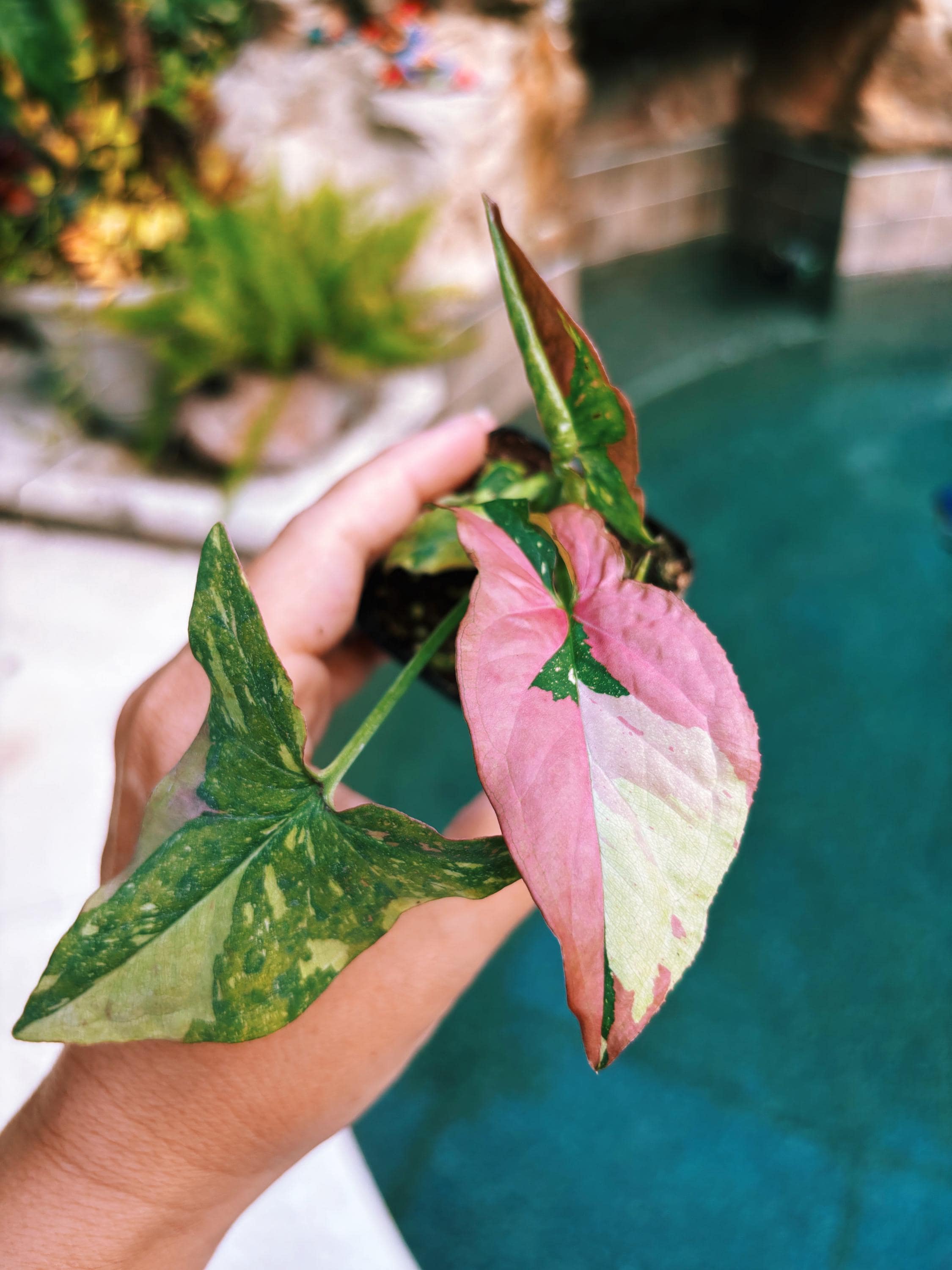 red leaf indoor plant Syngonium Red Spot Tricolor pink white Galaxy Variegated live 2” potte