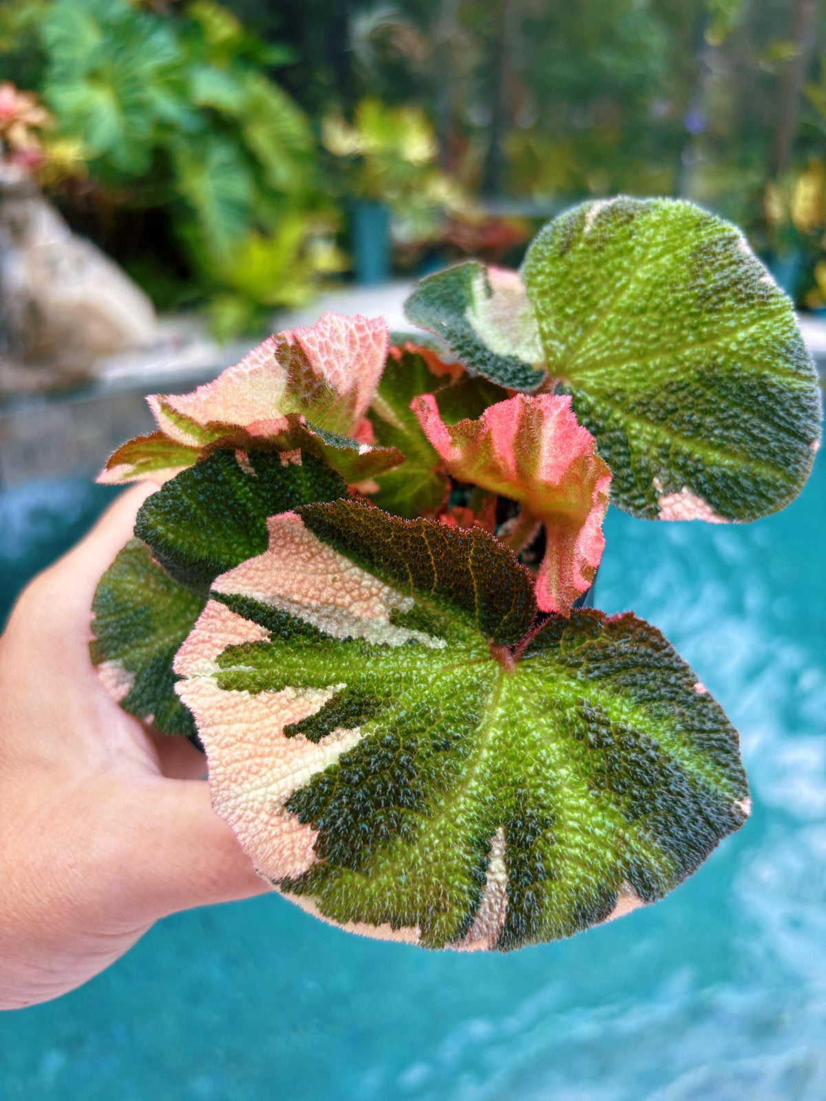 RARE Rex Begonia Pink Variegated Soli Mutata Live House Plant 4” pot Potted gift growers choice