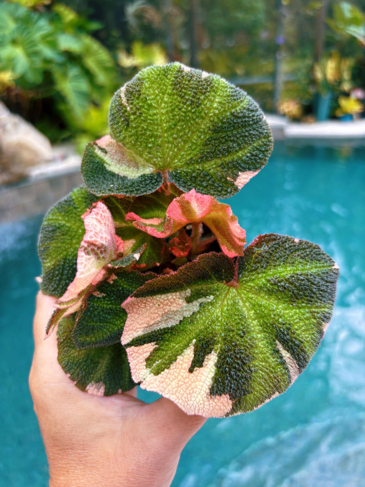 RARE Rex Begonia Pink Variegated Soli Mutata Live House Plant 4” pot Potted gift growers choice