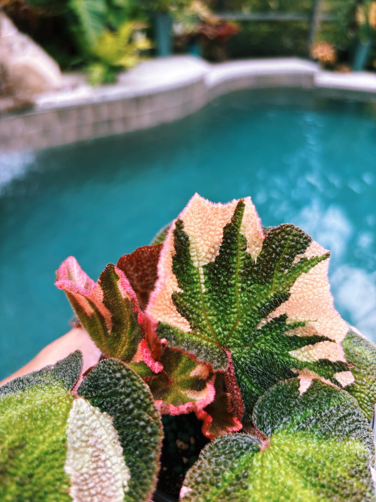 RARE Rex Begonia Pink Variegated Soli Mutata Live House Plant 4” pot Potted gift growers choice