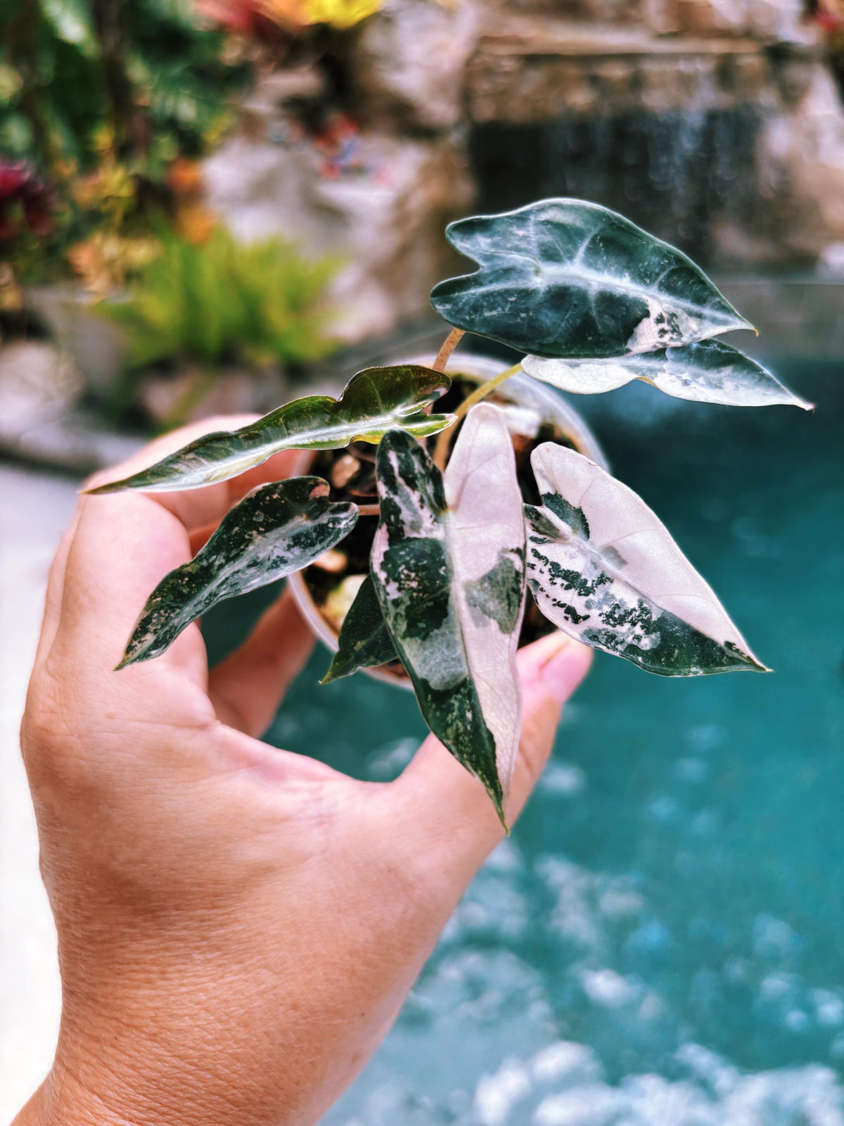 Variegated Alocasia Pink Bambino Albo Marble Jewel Elephant Ear Tropical House Plant Aroid 2” Potted growers choice
