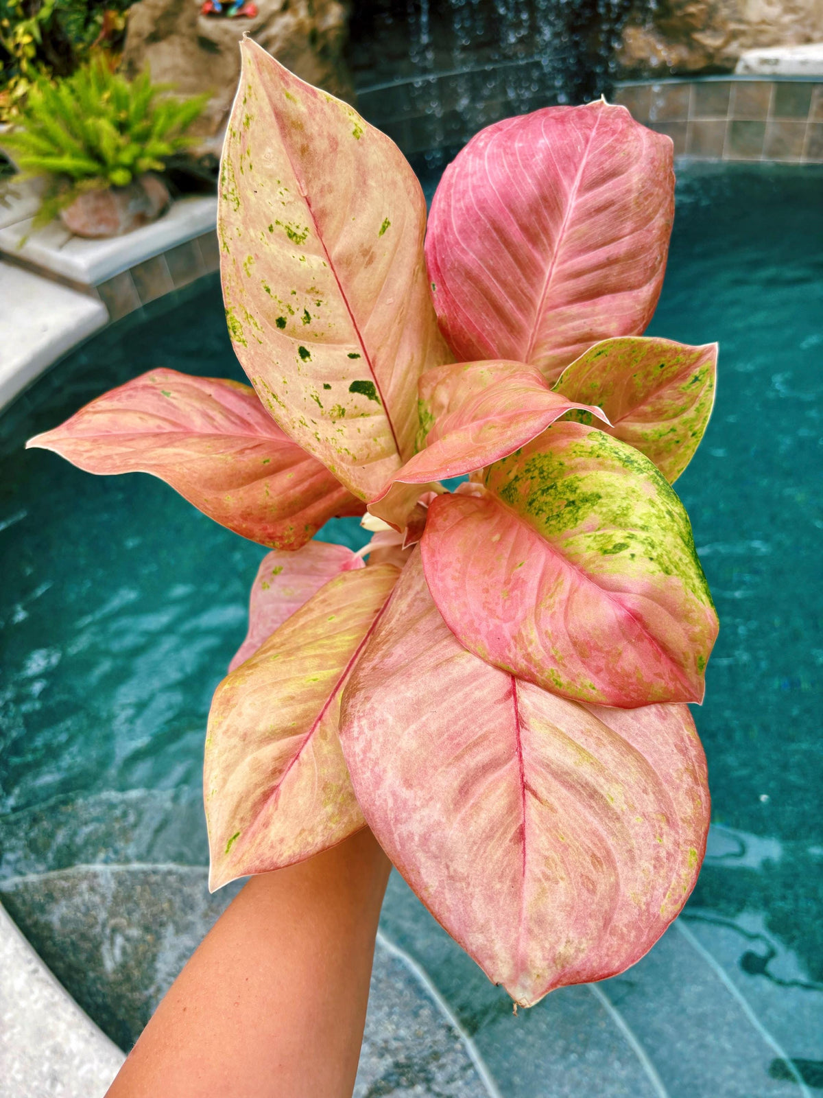 Rare large leaves Variegated Aglaonema ‘Kamlai Thong Live House Plant Potted 4” pot gift US Seller growers choice