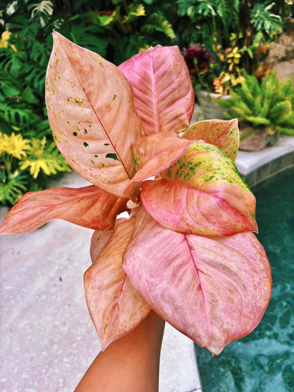 Rare large leaves Variegated Aglaonema ‘Kamlai Thong Live House Plant Potted 4” pot gift US Seller growers choice