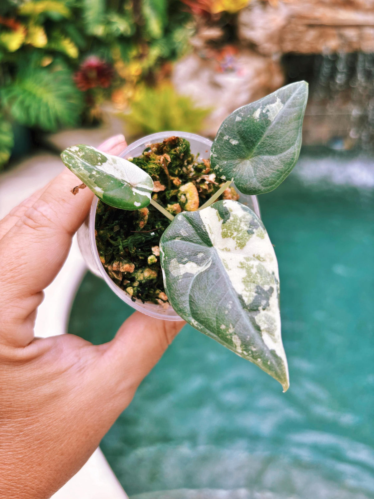 Rare- actual plant Variegated Alocasia Maharani Albo Jewel Corm Grown Tropical House starter Plant Aroid 2” pot A