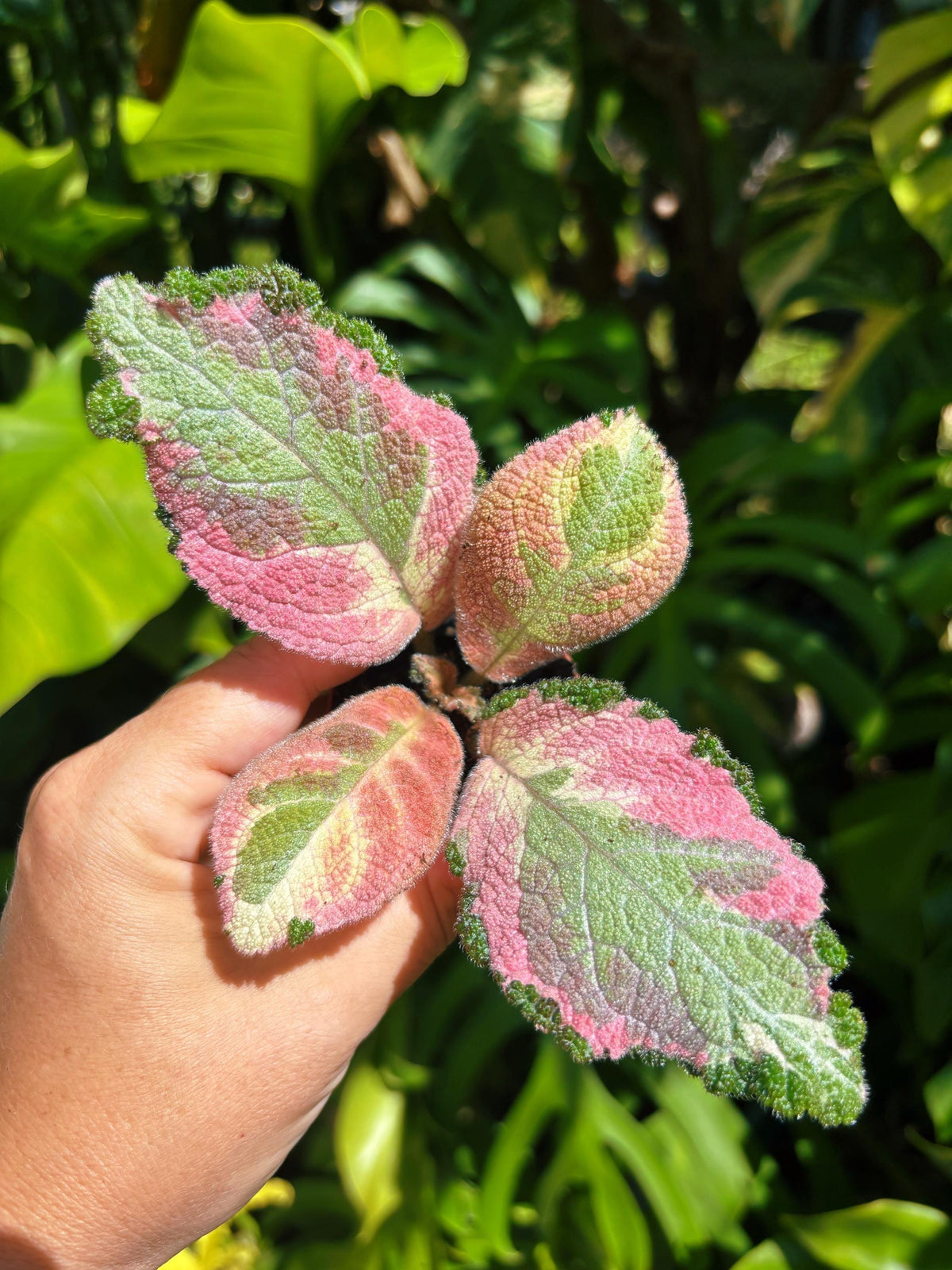 Episcia ‘Picasso variegated pink African Flame Violet flowering velvet live House pixie garden 2” Potted gift Plant growers choice