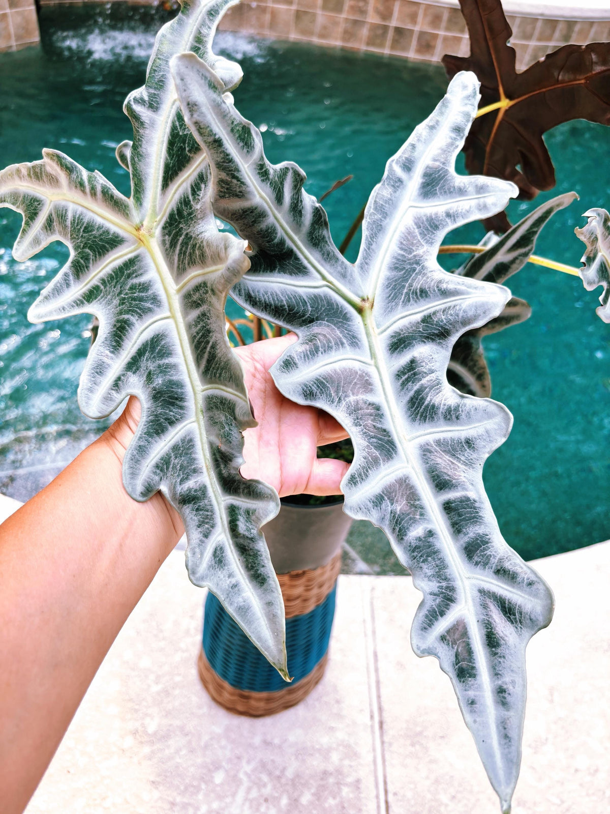RARE Alocasia Silver Nobilis corm aroid plant