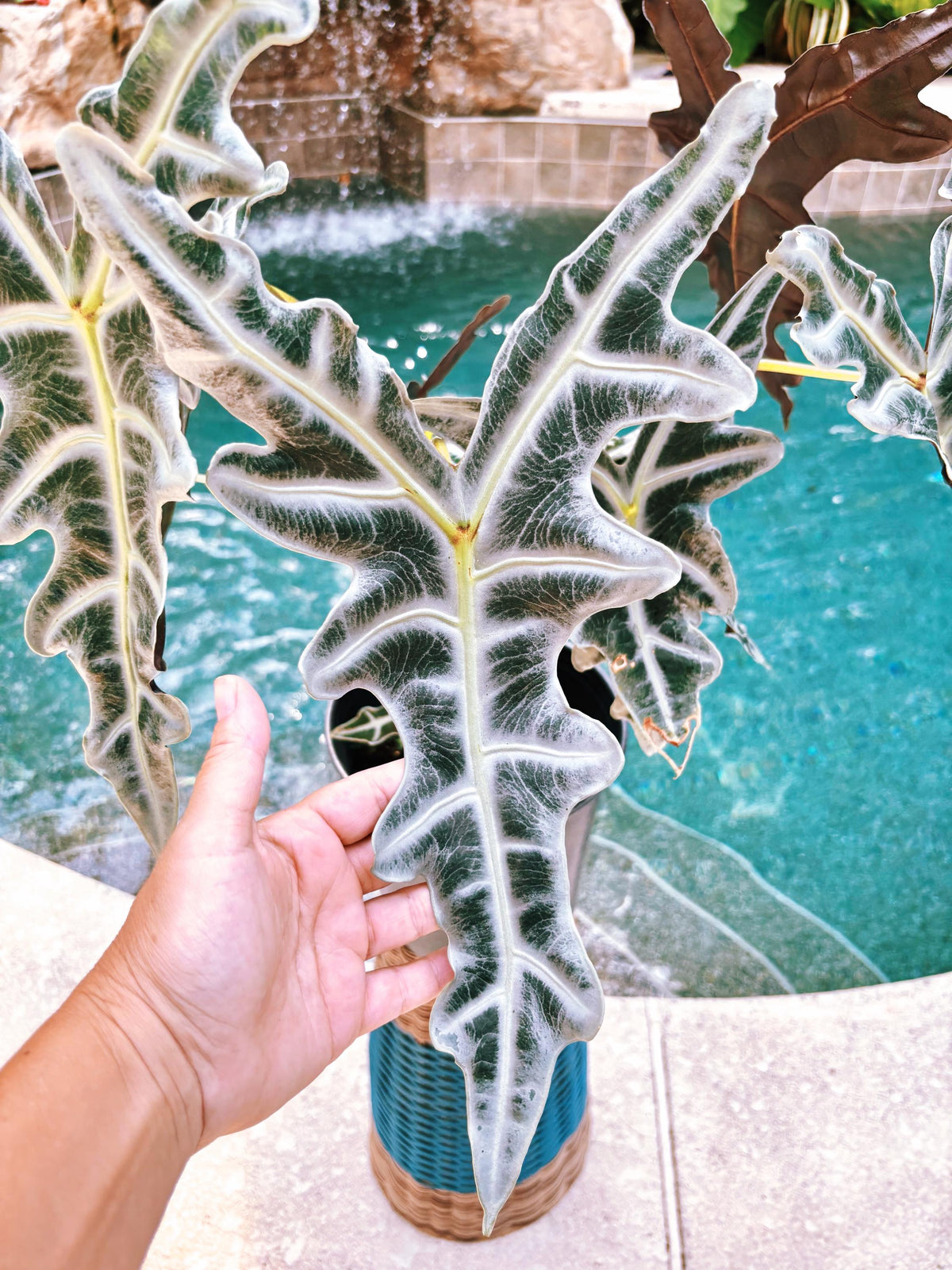 RARE Alocasia Silver Nobilis corm aroid plant