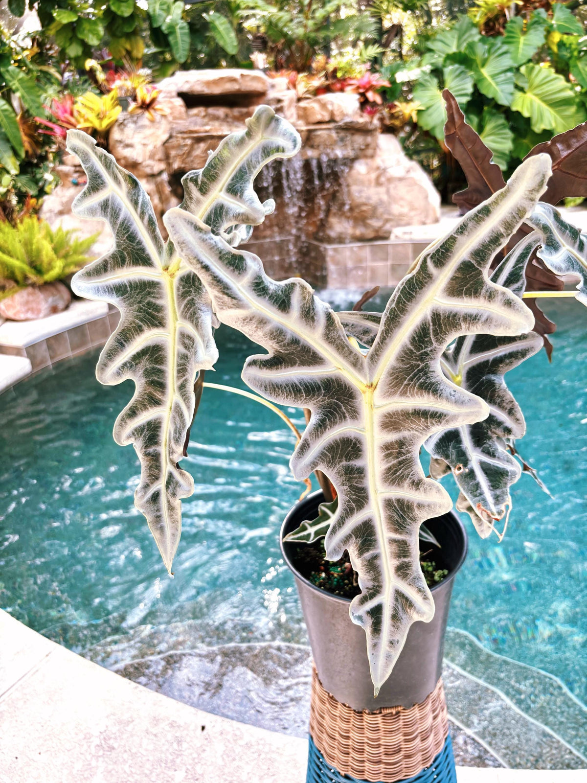 RARE Alocasia Silver Nobilis corm aroid plant