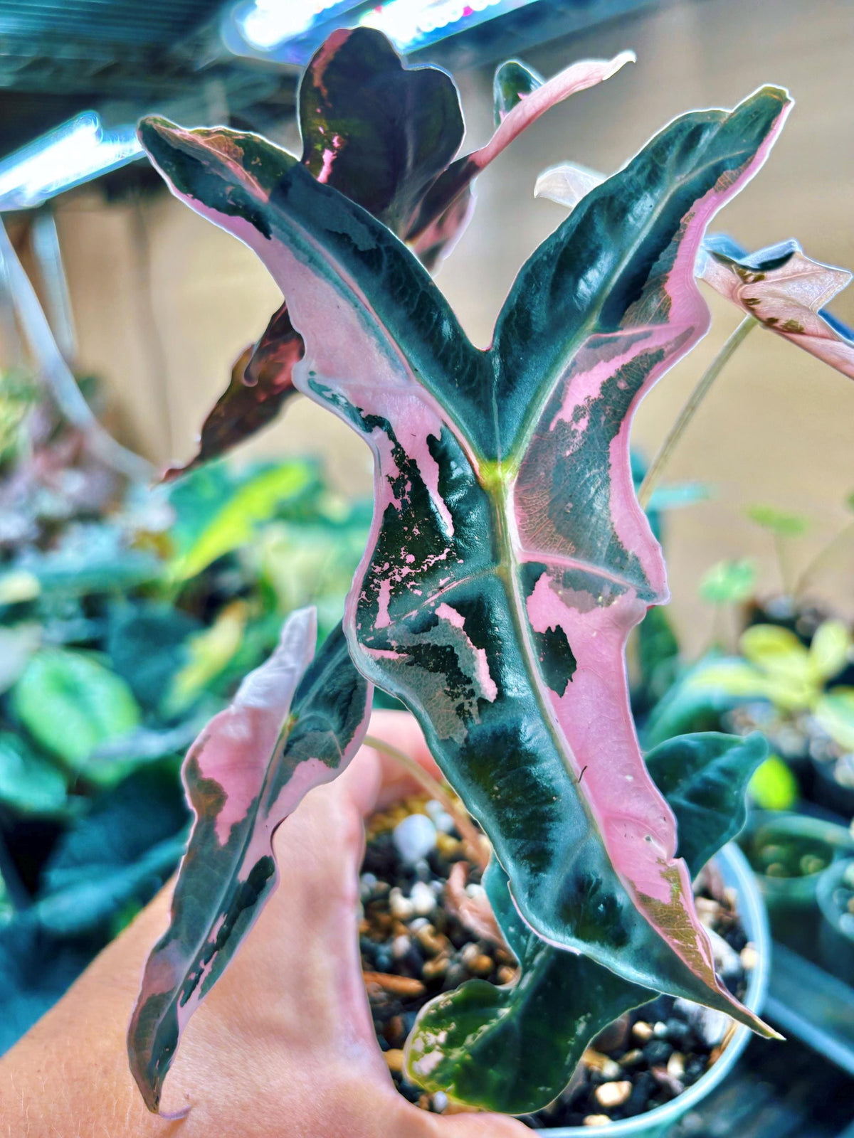 RARE variegated Alocasia Nobilis Sanderiana K Pink corm grown pup 2” potted live house aroid starter plant A