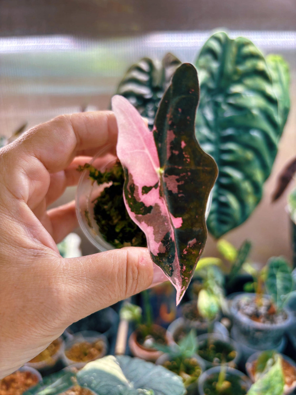 RARE variegated Alocasia Nobilis Sanderiana K Pink corm grown pup 2” potted live house aroid starter plant A