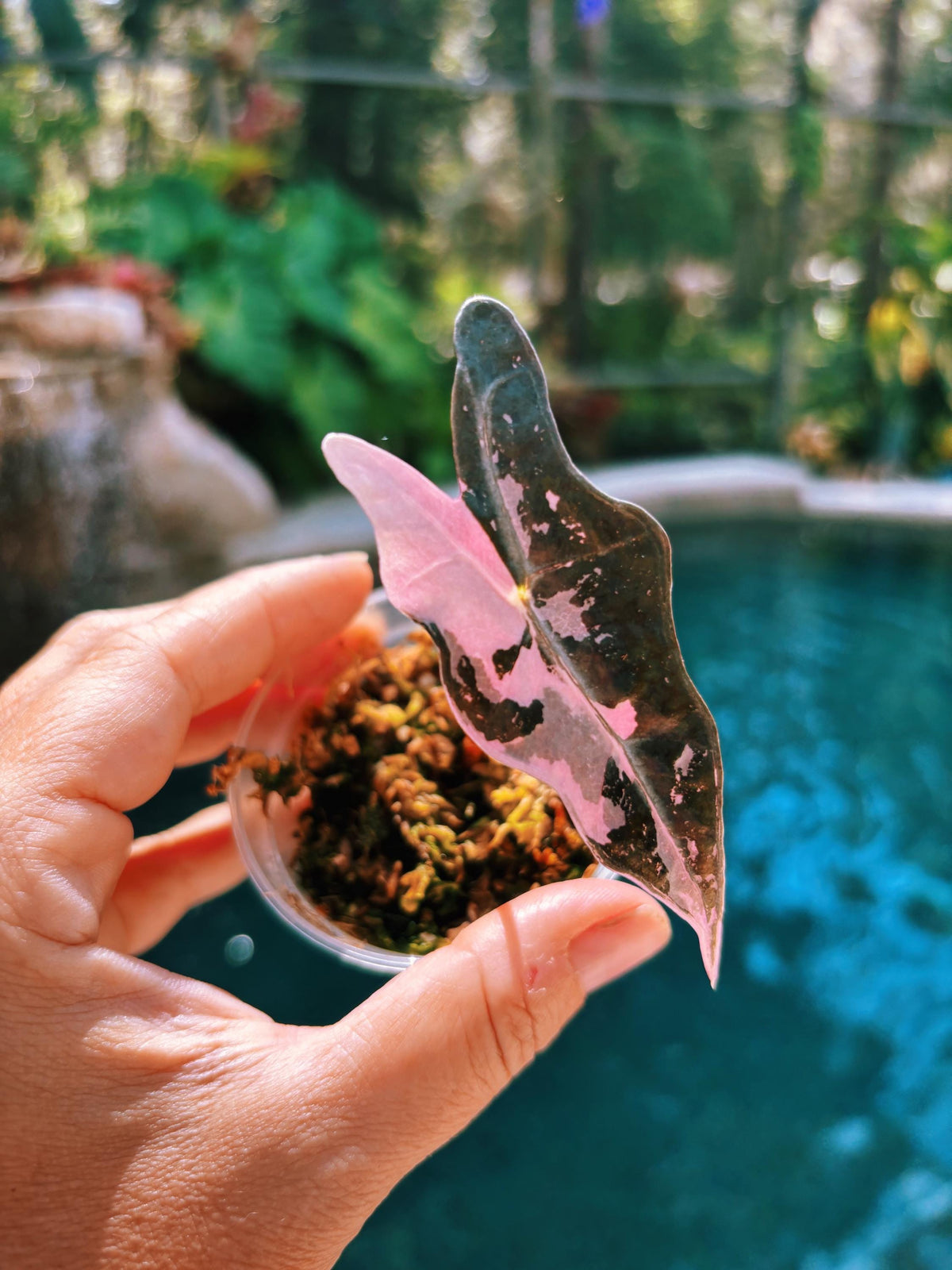 RARE variegated Alocasia Nobilis Sanderiana K Pink corm grown pup 2” potted live house aroid starter plant A