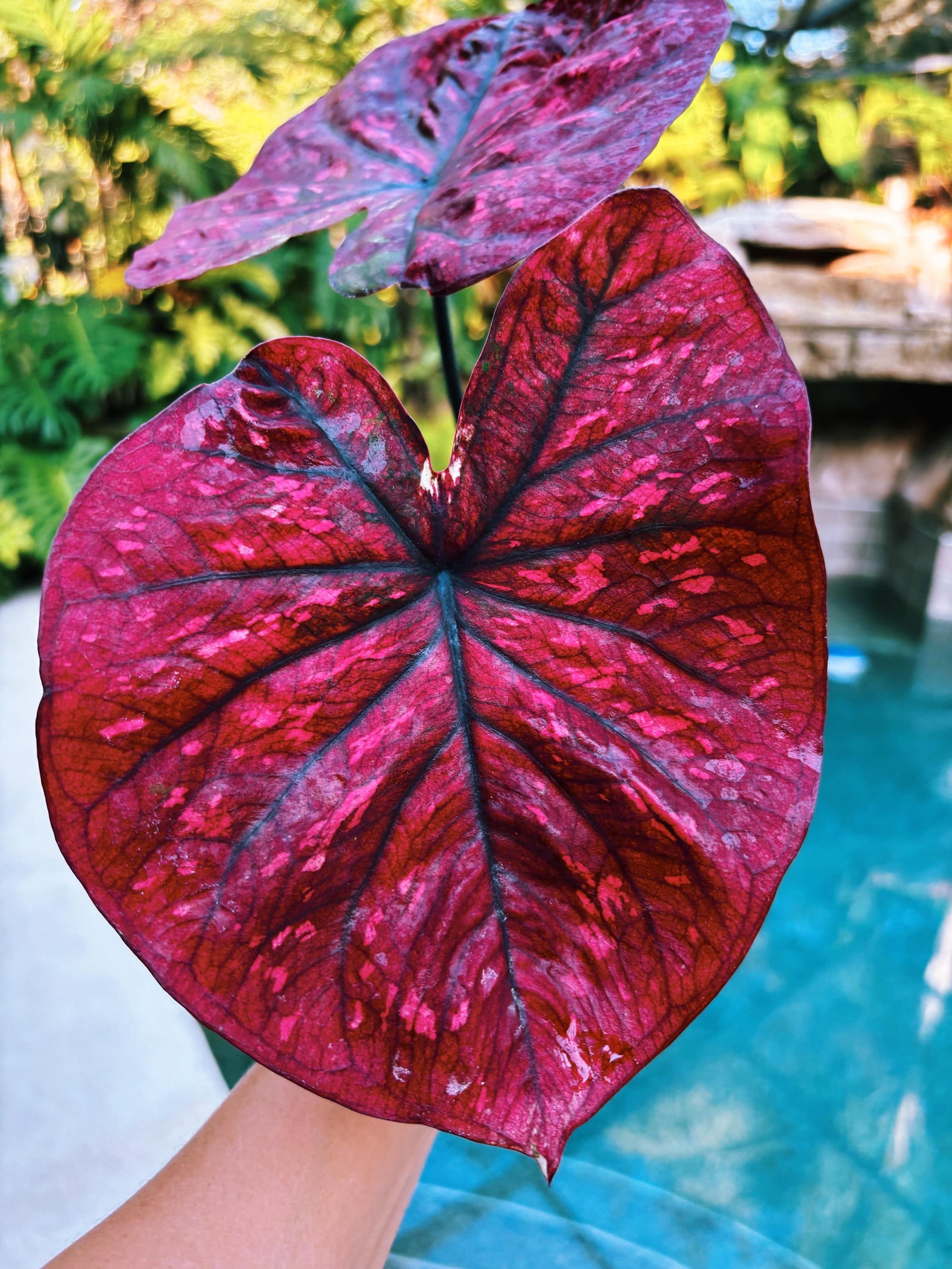 Actual Plant - Rare Seed Grown Hybrid Thai Caladium variegated large raspberry round pink leaf 3” potted house plant gift 43a