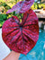 Actual Plant - Rare Seed Grown Hybrid Thai Caladium variegated large raspberry round pink leaf 3” potted house plant gift 43a