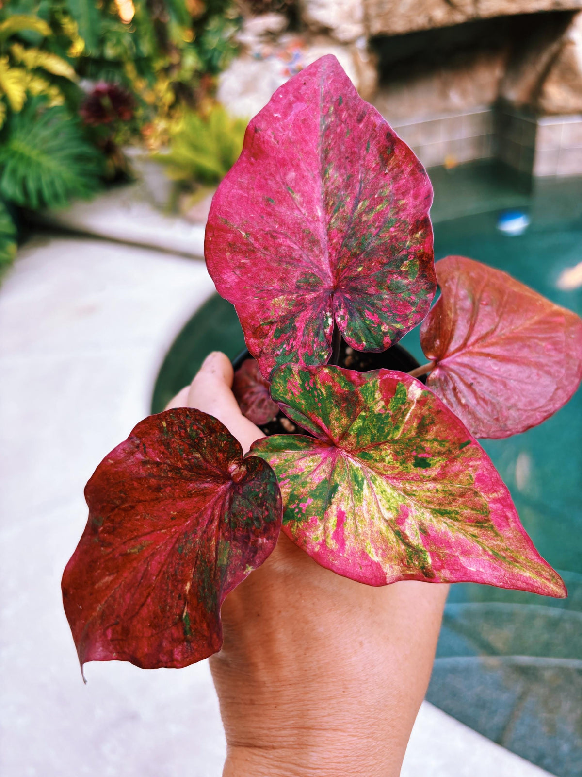 Actual Plant - Rare Seed Grown Hybrid Thai Caladium variegated rainbow red leaf 3” potted house plant gift 43d
