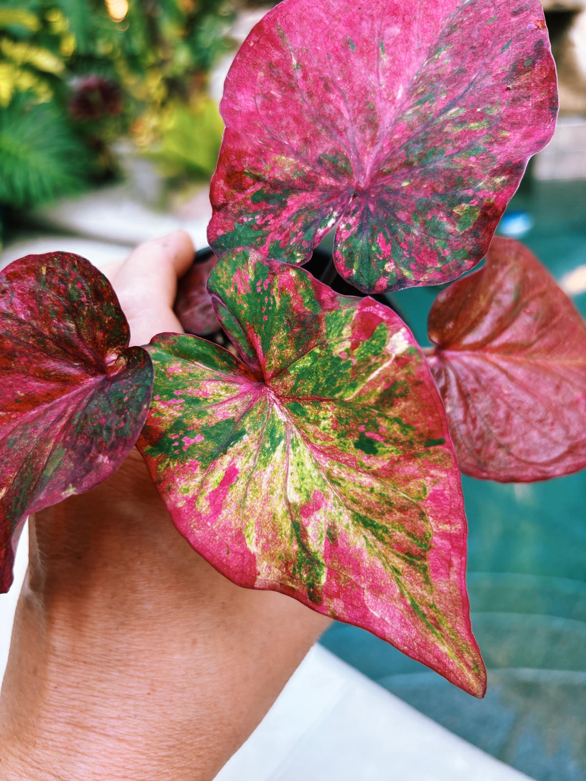 Actual Plant - Rare Seed Grown Hybrid Thai Caladium variegated rainbow red leaf 3” potted house plant gift 43d