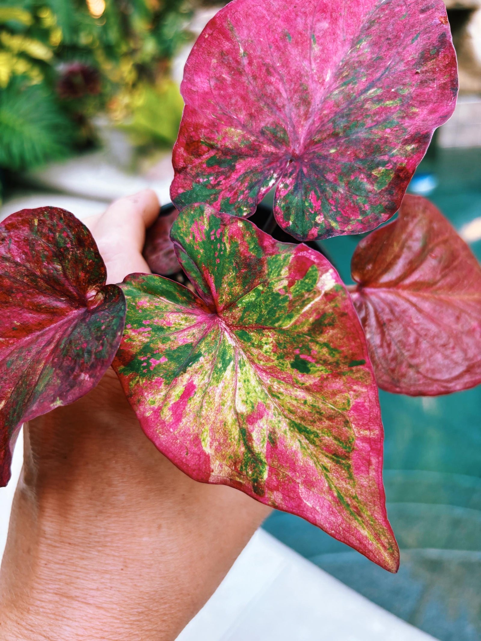 Actual Plant - Rare Seed Grown Hybrid Thai Caladium variegated rainbow red leaf 3” potted house plant gift 43d