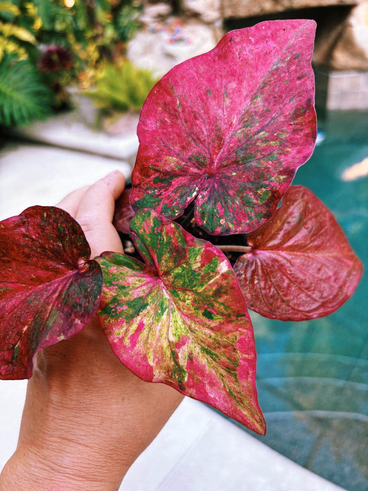 Actual Plant - Rare Seed Grown Hybrid Thai Caladium variegated rainbow red leaf 3” potted house plant gift 43d
