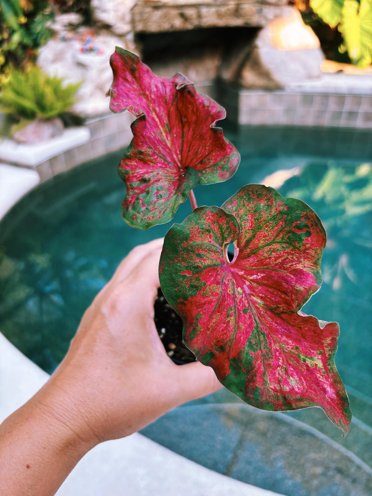 Actual Plant - Rare Seed Grown Hybrid Thai Caladium variegated green red leaf 3” potted house plant gift 43f