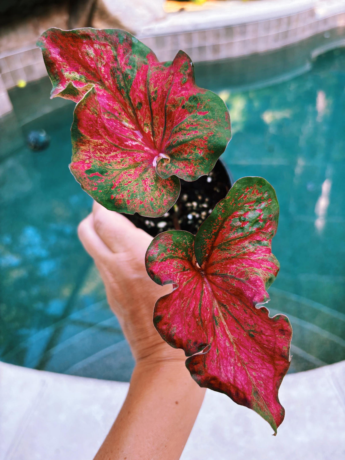 Actual Plant - Rare Seed Grown Hybrid Thai Caladium variegated green red leaf 3” potted house plant gift 43f
