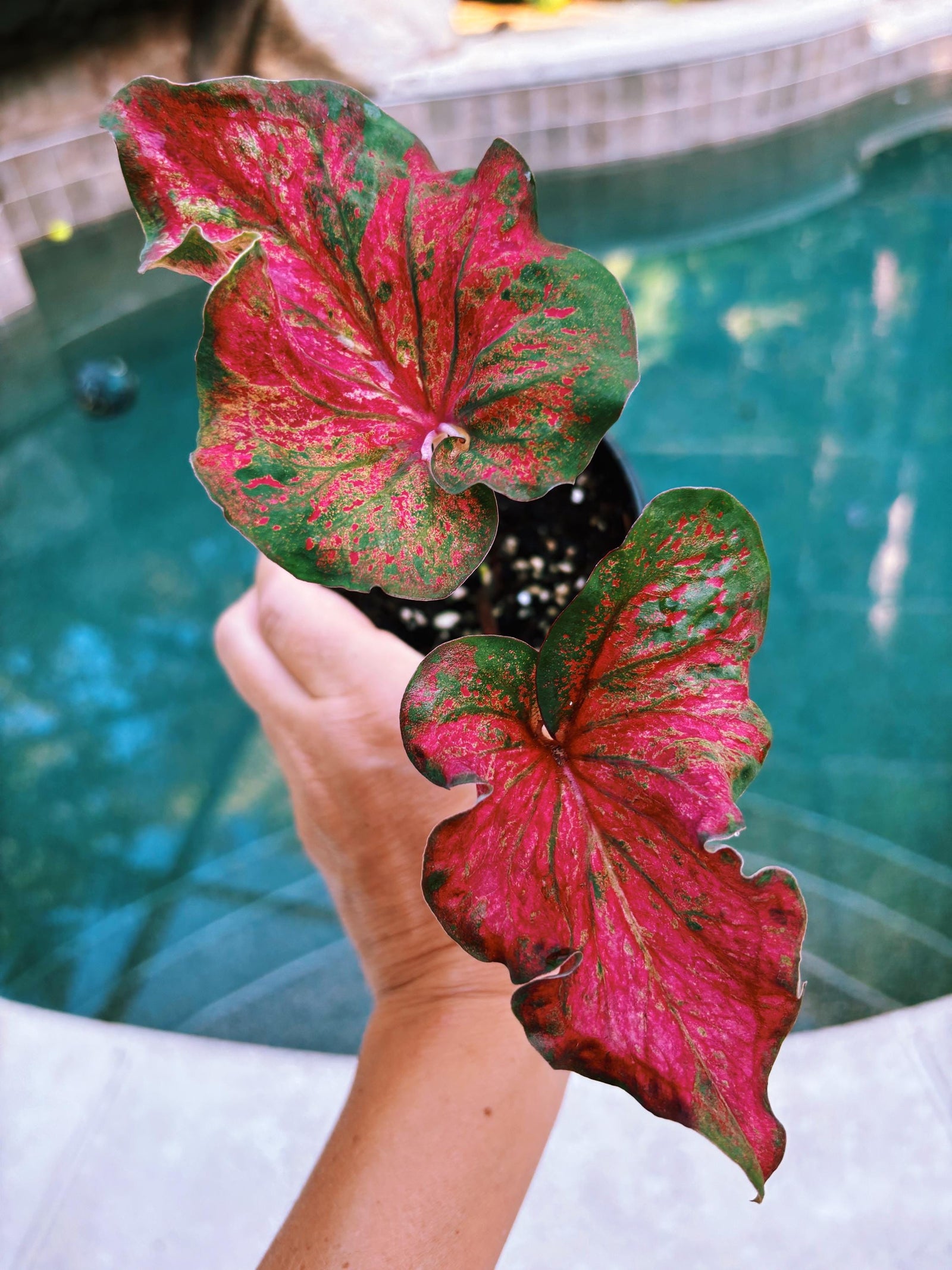 Actual Plant - Rare Seed Grown Hybrid Thai Caladium variegated green red leaf 3” potted house plant gift 43f