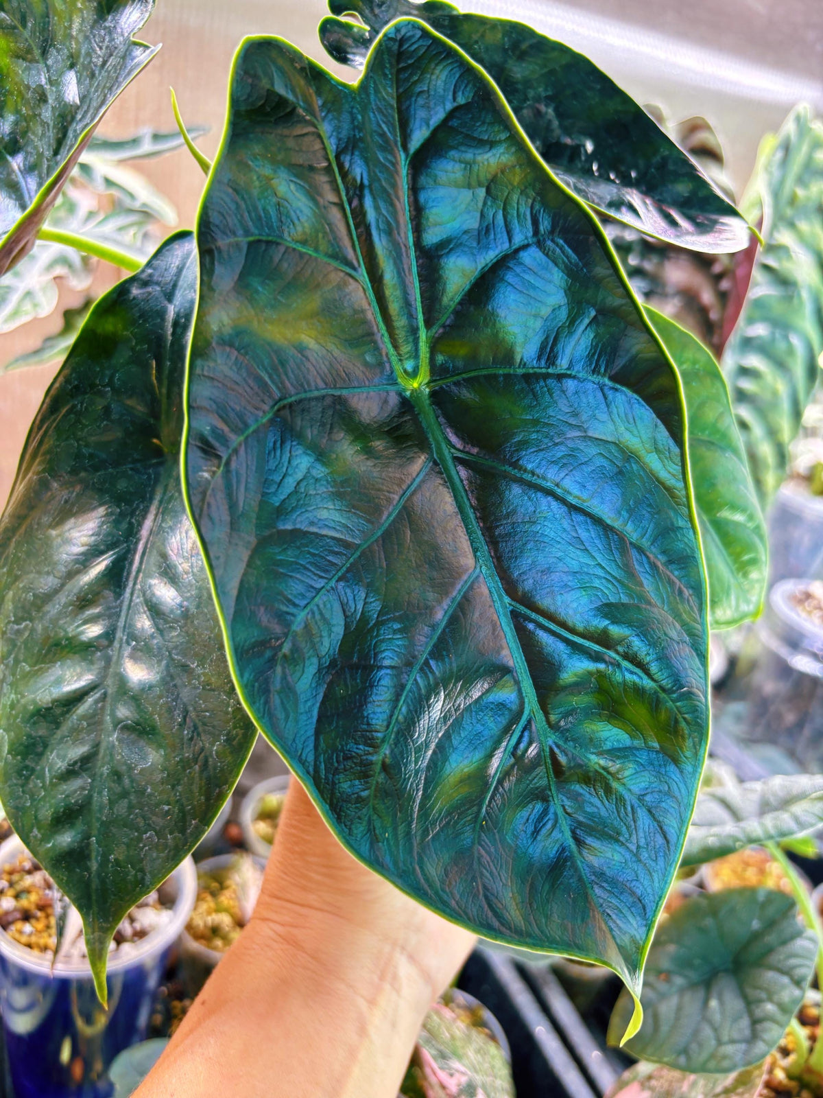 Large Alocasia ‘Green Unicorn Blue iridescent Hybrid Elephant Ear 6” pot potted live house plant Growers Choice