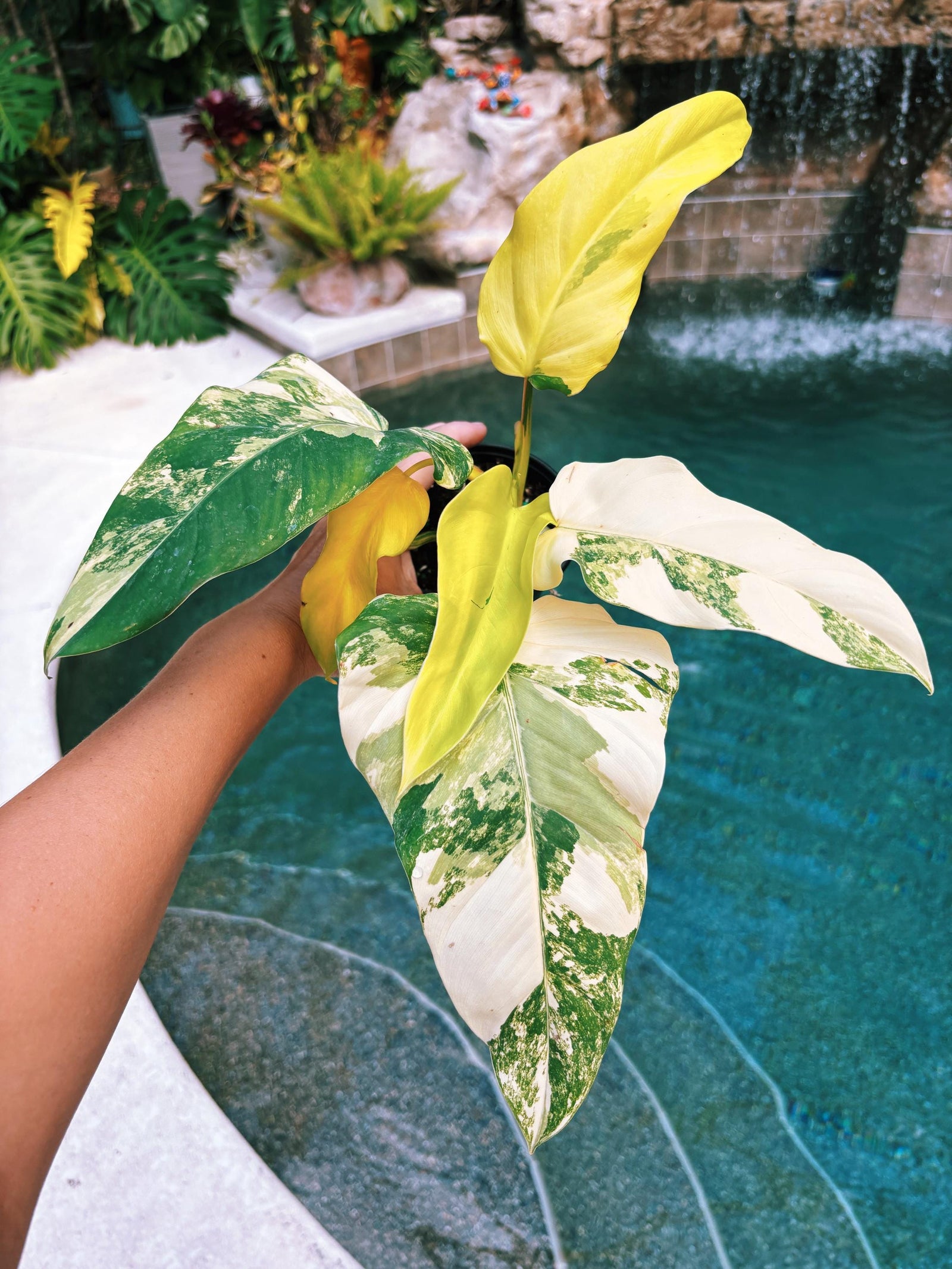 Actual plant - Philodendron Domesticum highly Variegated Aroid 4” pot potted house Plant A