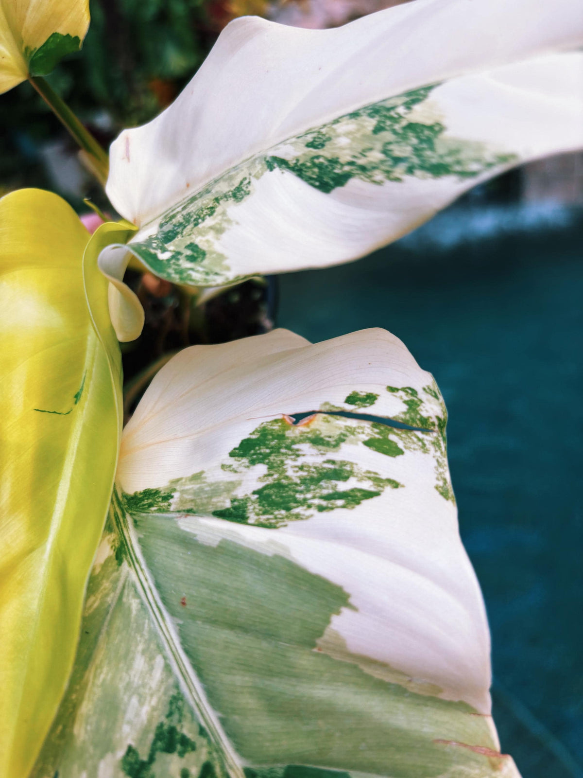 Actual plant - Philodendron Domesticum highly Variegated Aroid 4” pot potted house Plant A