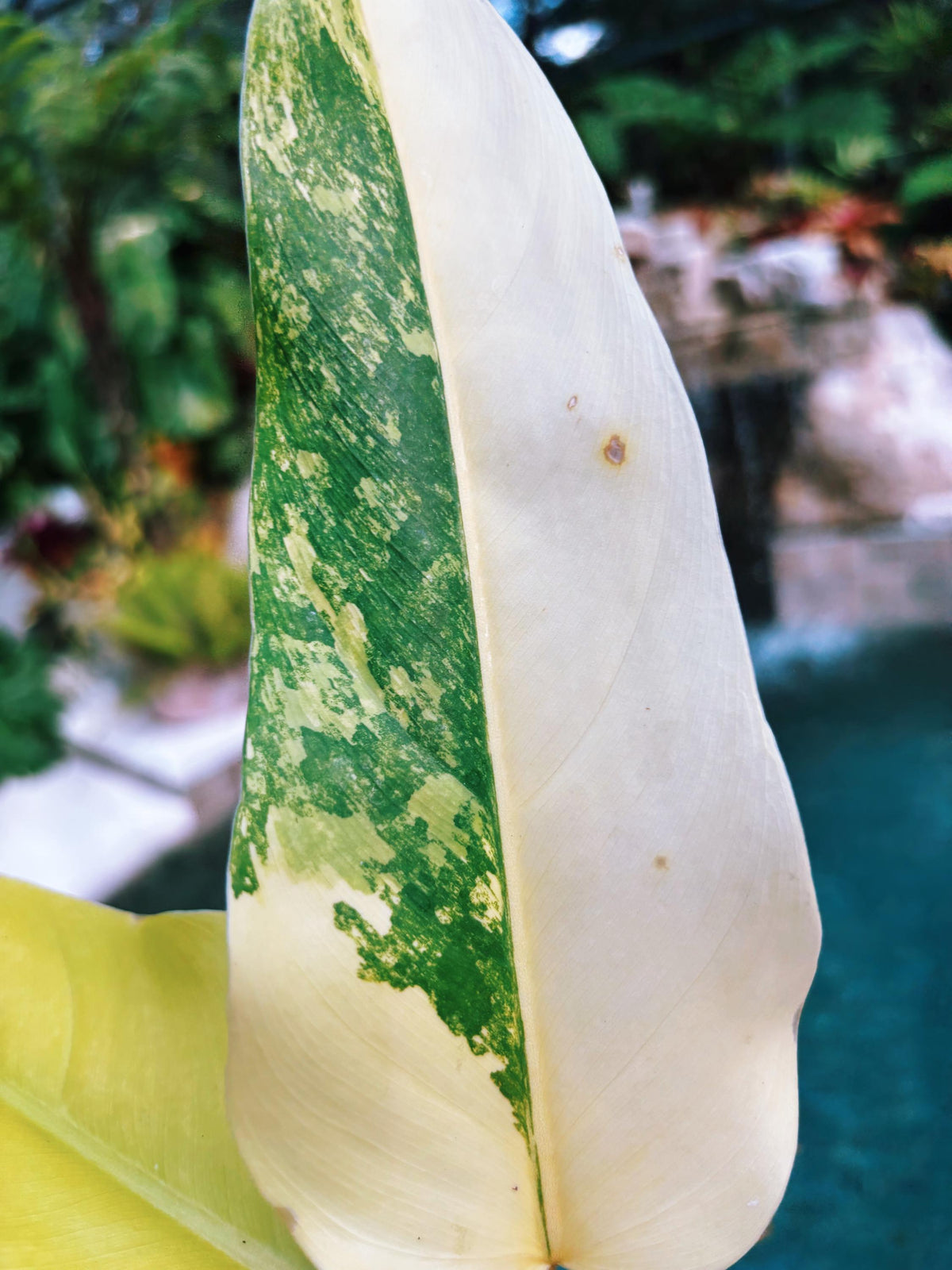 Actual plant - Philodendron Domesticum highly Variegated Aroid 4” pot potted house Plant b