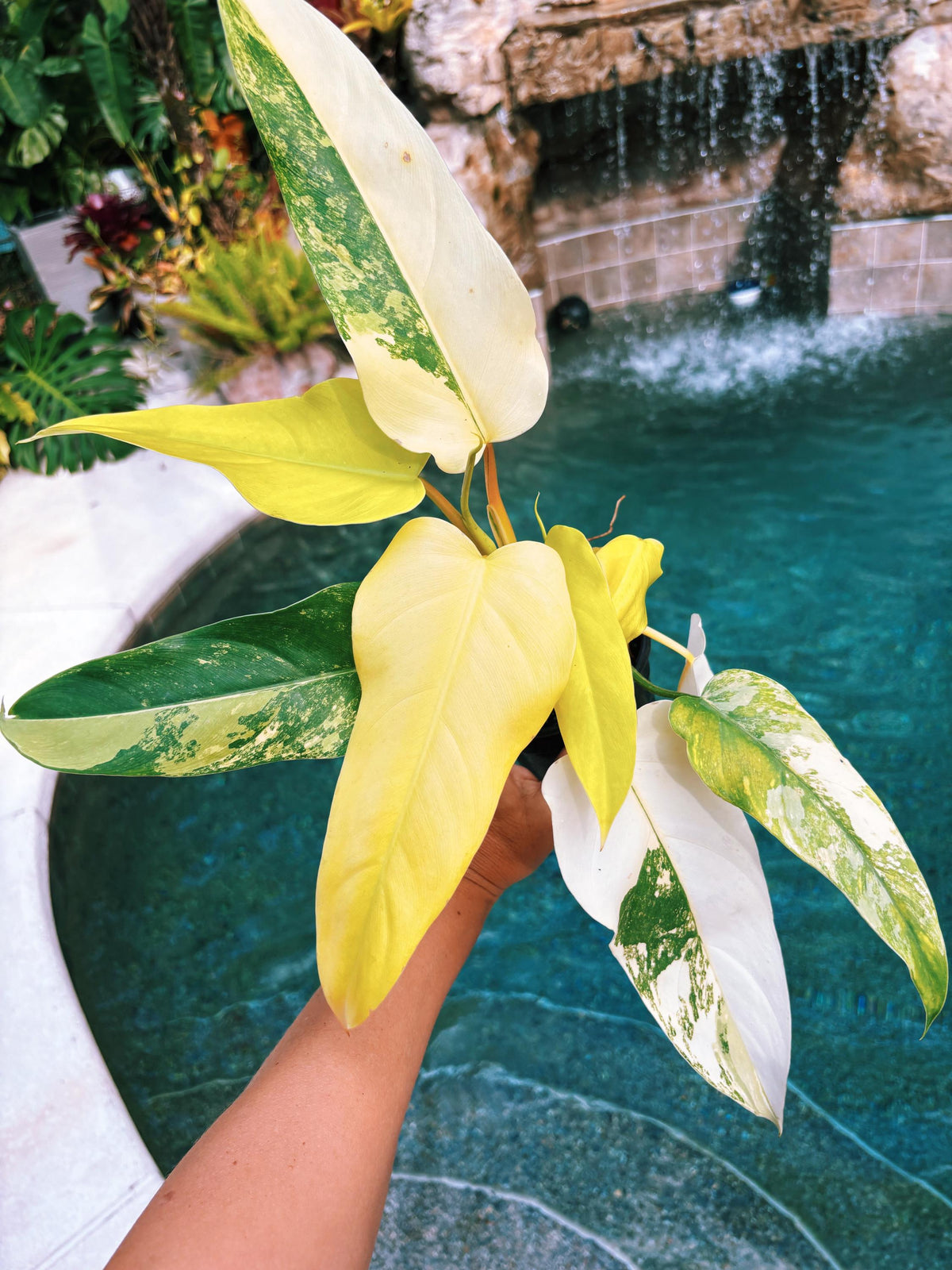 Actual plant - Philodendron Domesticum highly Variegated Aroid 4” pot potted house Plant b