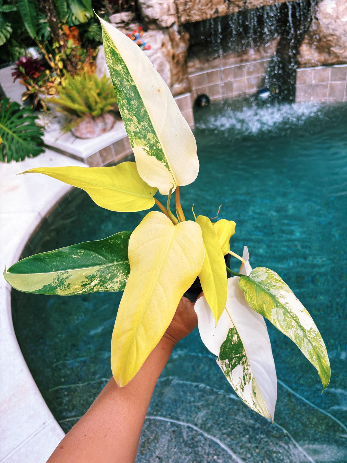 Actual plant - Philodendron Domesticum highly Variegated Aroid 4” pot potted house Plant b