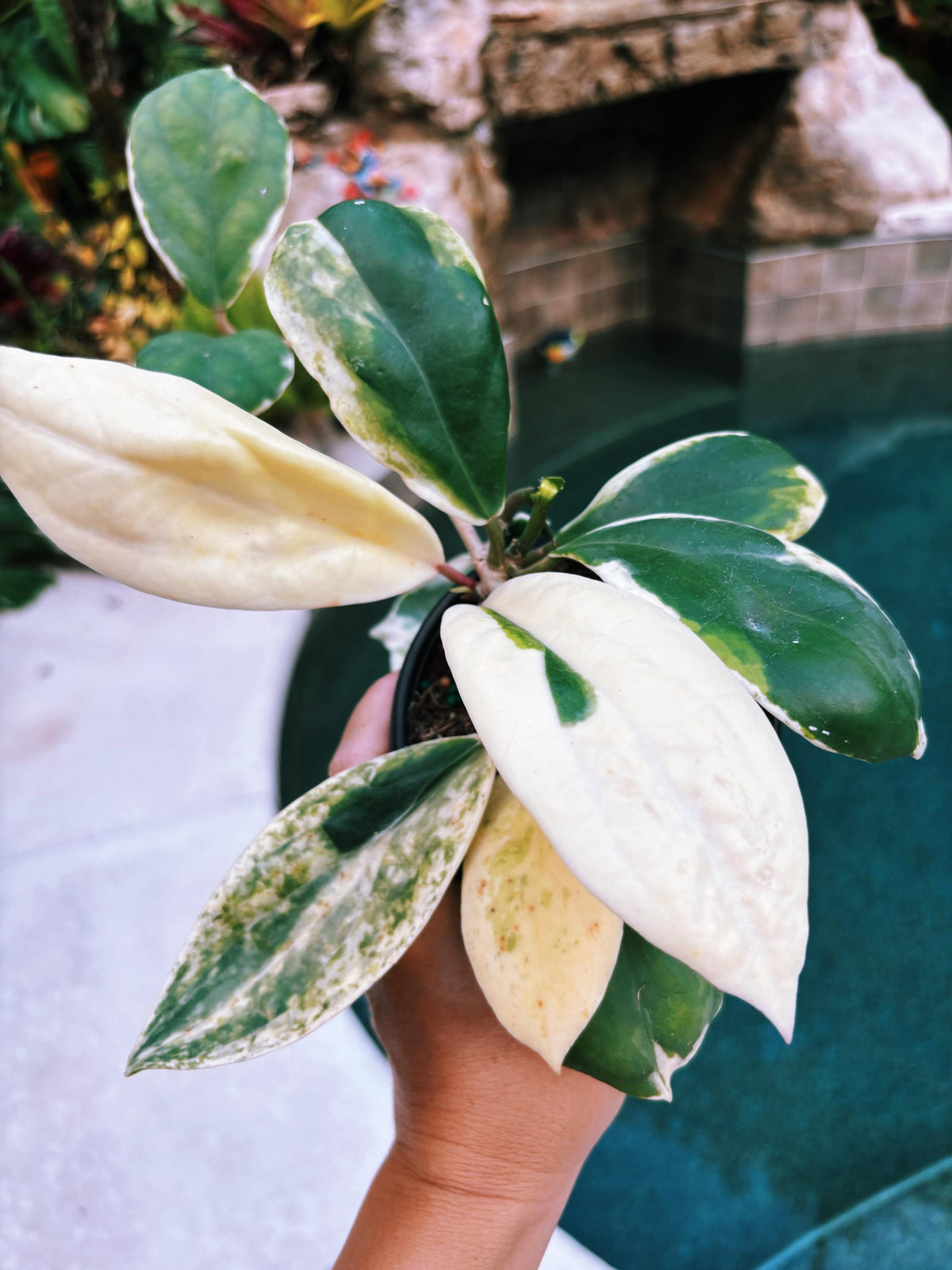 Hoya Incrassata Albo Variegated Trailing Full Potted House Plant 4” climbing vining c