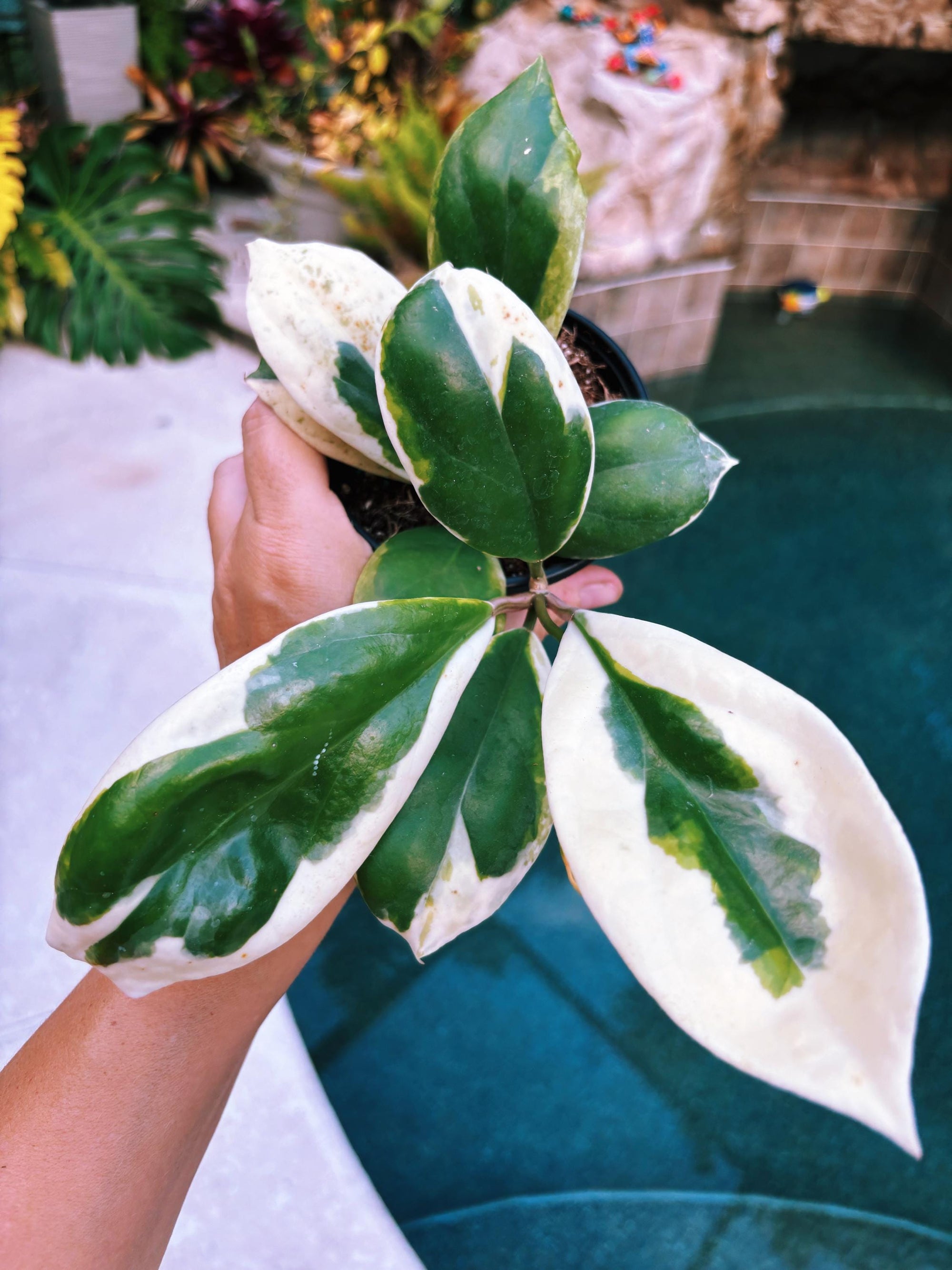 Hoya Incrassata Albo Variegated Trailing Full Potted House Plant 4” climbing vining d